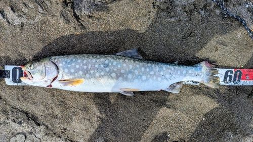 アメマスの釣果