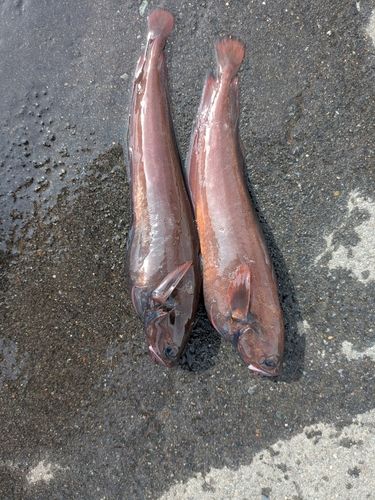 ドンコの釣果