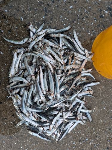 カタクチイワシの釣果