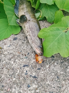 カムルチーの釣果