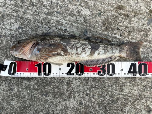 アイナメの釣果