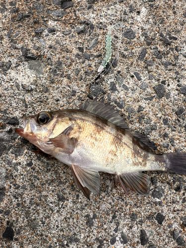 メバルの釣果