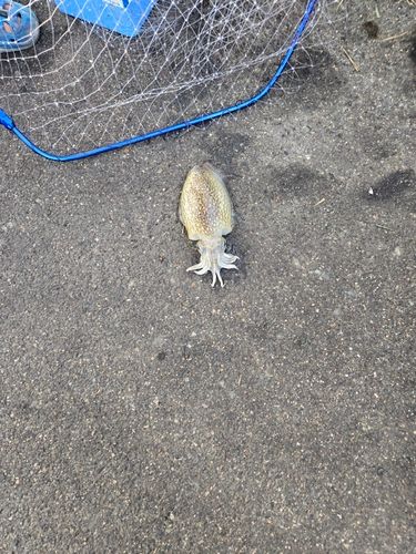 シリヤケイカの釣果