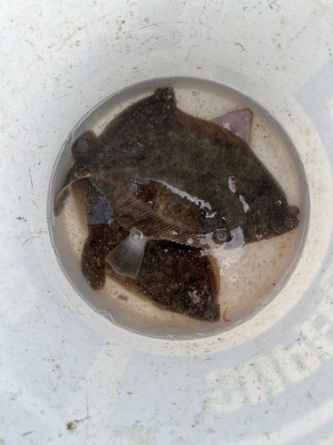 カレイの釣果