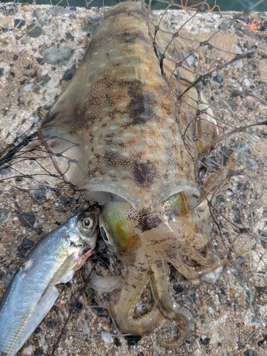 アオリイカの釣果