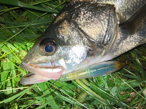 フッコ（マルスズキ）の釣果