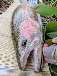 ニジマスの釣果