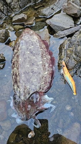モンゴウイカの釣果