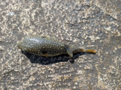 フグの釣果