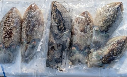 コウイカの釣果