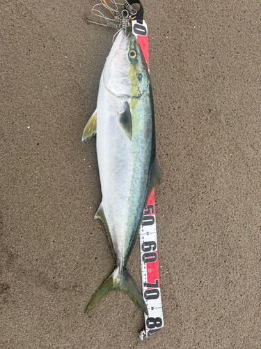 ブリの釣果