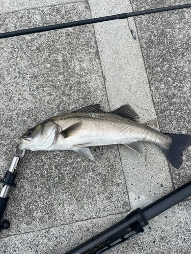 スズキの釣果