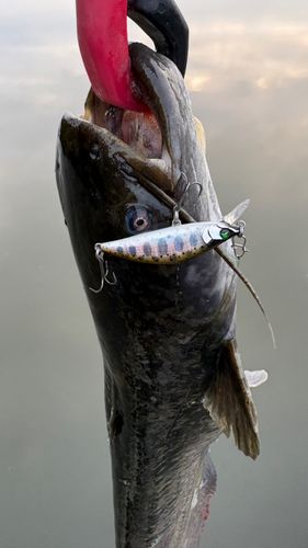 ナマズの釣果