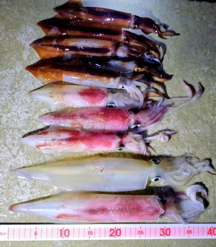 ケンサキイカの釣果