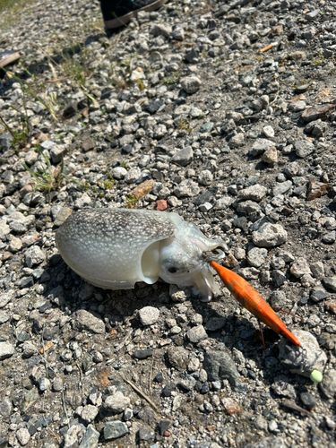 シリヤケイカの釣果