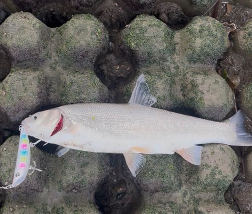 ウグイの釣果