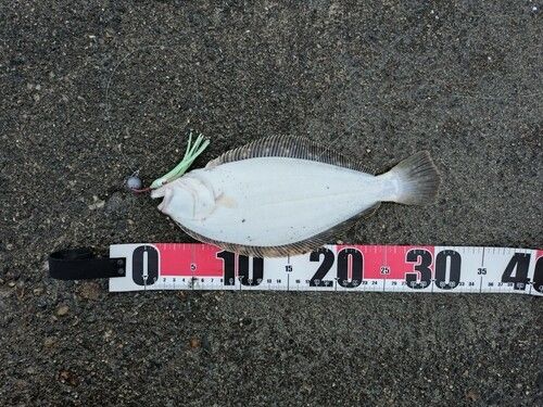 ソゲの釣果