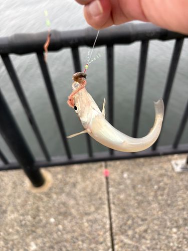 シロギスの釣果