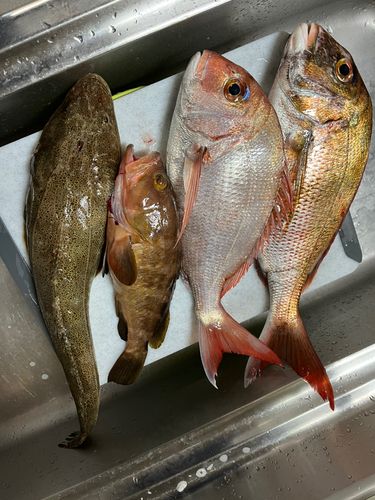タイの釣果