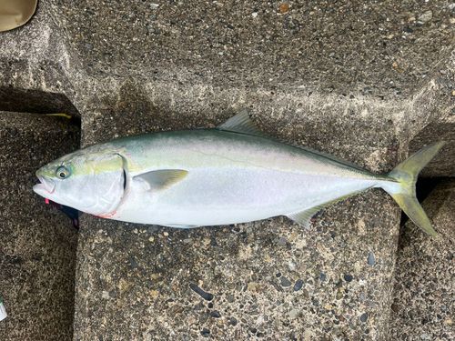 ワラサの釣果