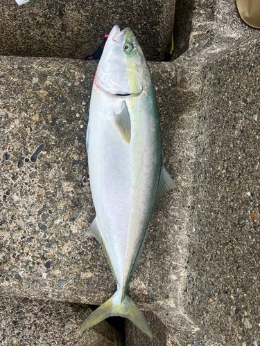 ワラサの釣果