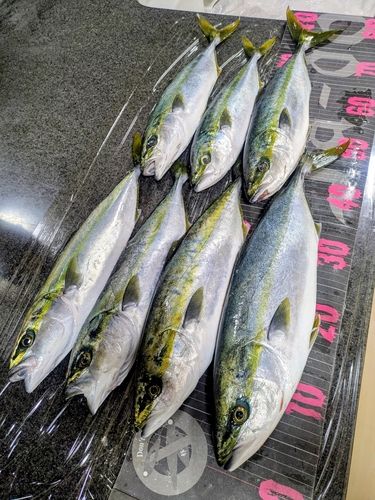 イナダの釣果