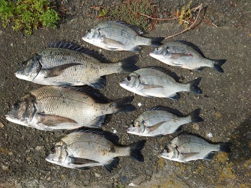チヌの釣果
