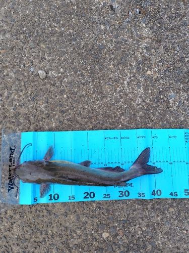 アメリカナマズの釣果
