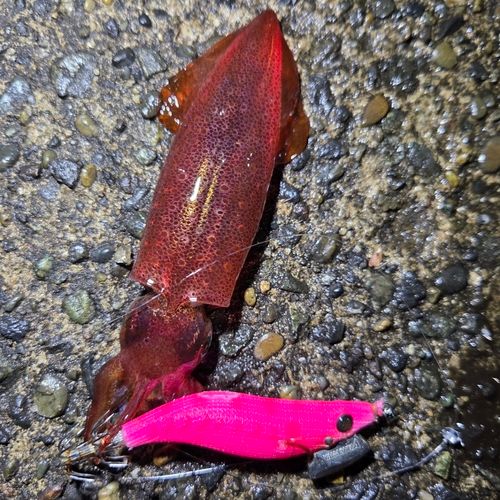 ケンサキイカの釣果