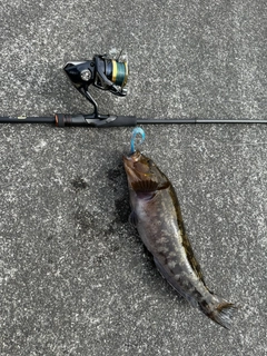 アイナメの釣果