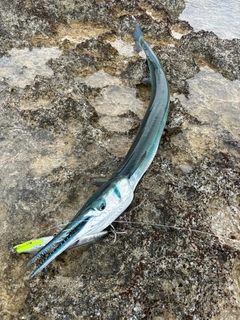 オキザヨリの釣果