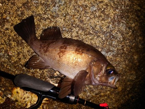 シロメバルの釣果
