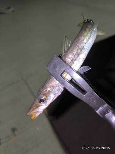 カマスの釣果