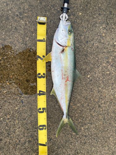 ワラサの釣果