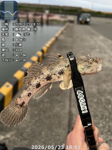 ハゼの釣果