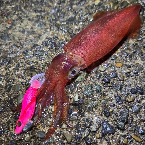 ケンサキイカの釣果