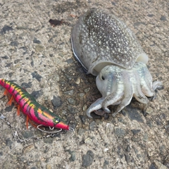 シリヤケイカの釣果