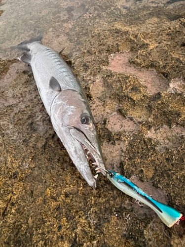 オニカマスの釣果