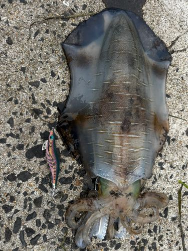 アオリイカの釣果