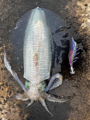 アオリイカの釣果
