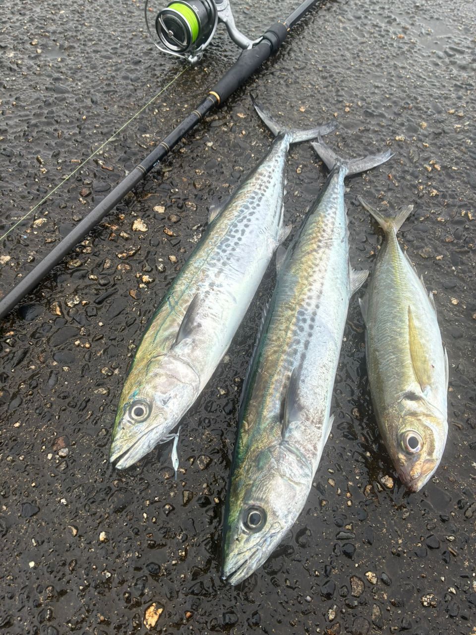 DAIWA 19ラテオ R 100Mの最安値・インプレ・釣果 | 本音の口コミが