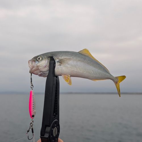 ワカシの釣果