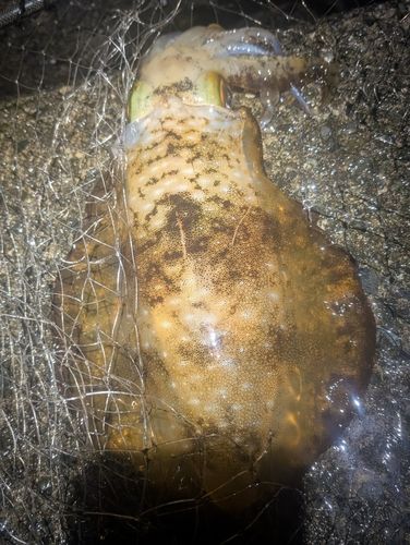 モンゴウイカの釣果