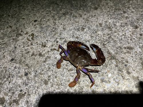 ワタリガニの釣果