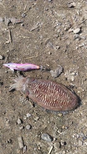 コウイカの釣果