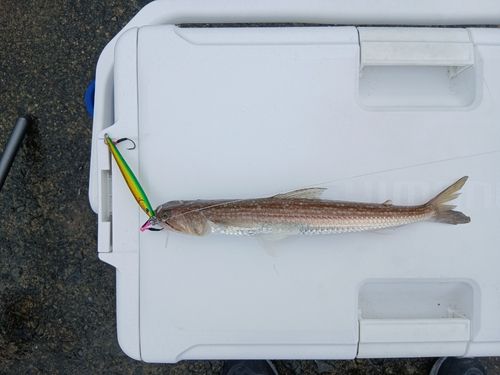 エソの釣果