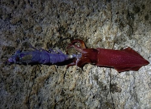 ヤリイカの釣果