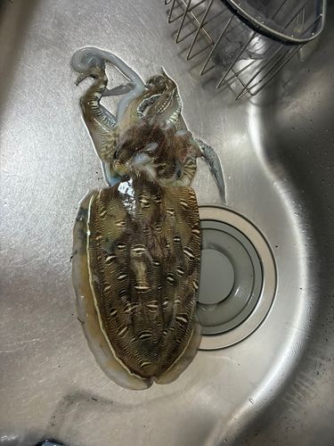 モンゴウイカの釣果