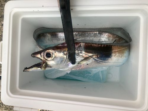 タチウオの釣果