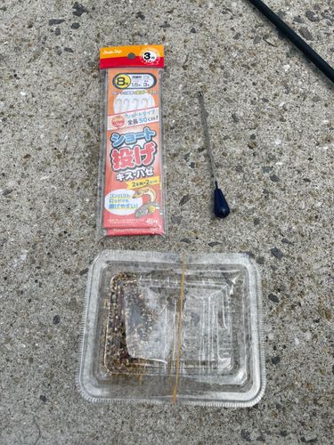 キスの釣果